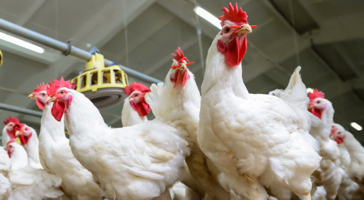 نقابة المواد الغذائية تطالب بتحقيق بشأن