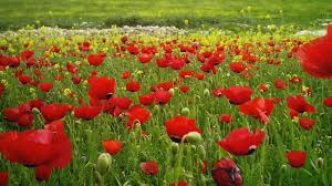 طقس ربيعي بارد نسبيا