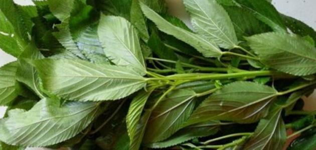 ارتفاع أسعار الملوخية