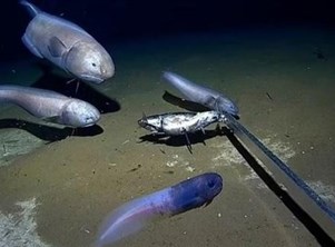 اكتشاف السمكة الحزينة على عمق 6500