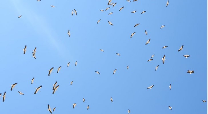 مدير محمية ضانا: الأردن ثاني أهم