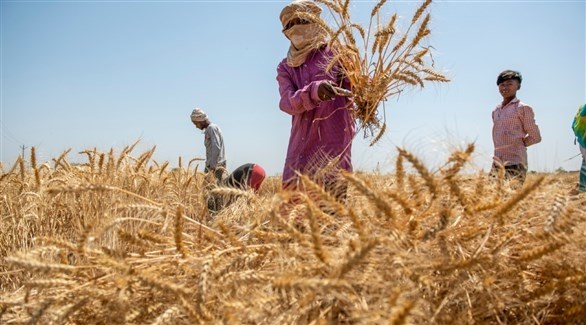 ارتفاع أسعار القمح إلى مستوى قياسي