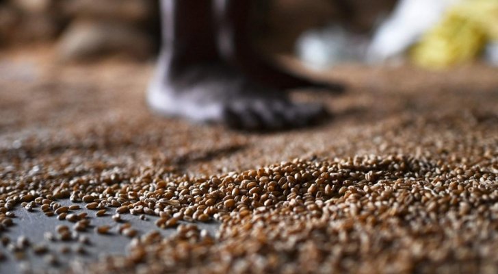 القمح يتأثر بالفوضى العالمية.. ولا يمكن