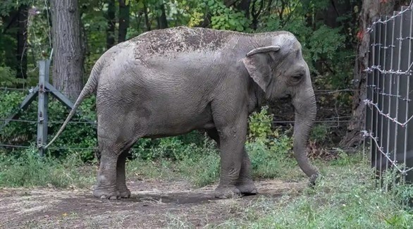 بينما يقتل السود بينهم عنصرية.. معركة