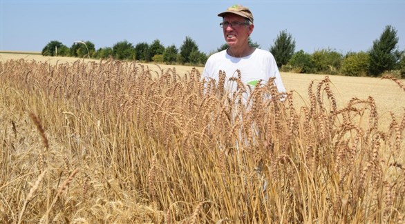 باوكرانيا او غيرها .. تراجع محصول