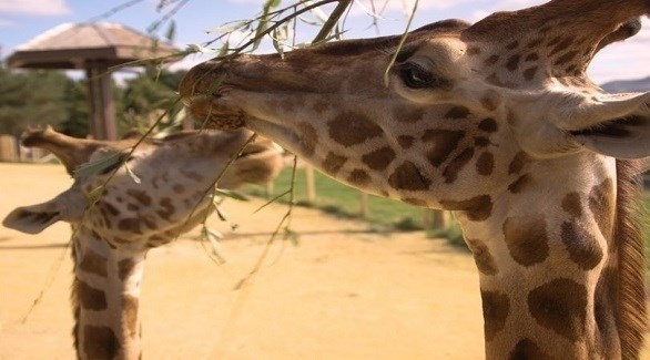 حديقة حيوان تنظم جولة افتراضية لزوارها