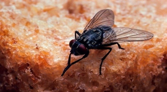 تشارك حيلة بسيطة للتخلص من الذباب