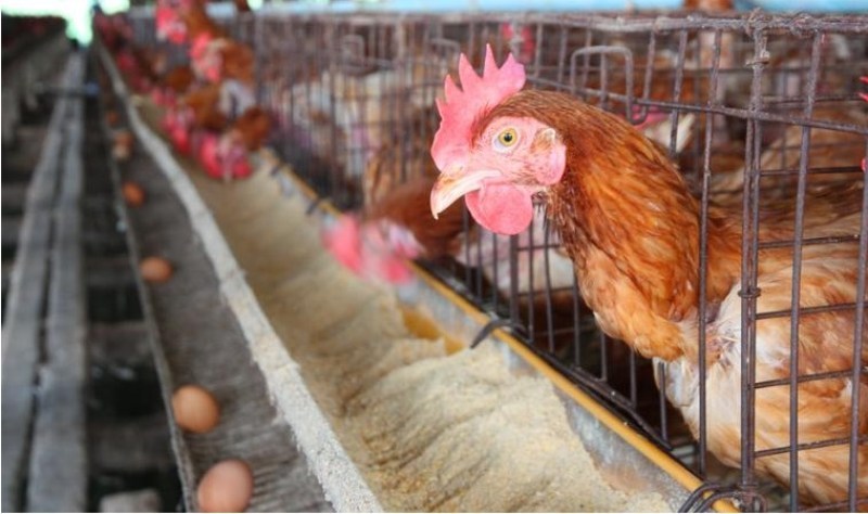 الزراعيين تبدي مخاوفها من دعوات مقاطعة