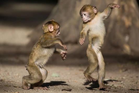 بالأرقام.. إصابات جدري القردة المسجلة حول