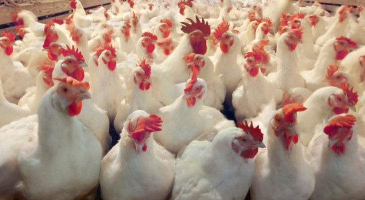 توقعات بانخفاض أسعار الدجاج محليا