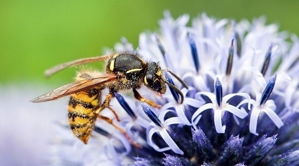 يشارك حيلة لإبعاد الدبابير باختيار ألوان