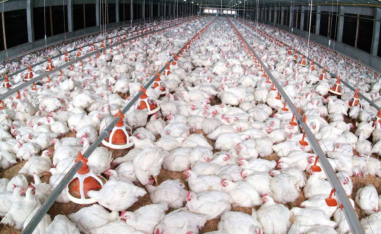 “اتحاد الدواجن”: الأسعار لم ترتفع والمقاطعة