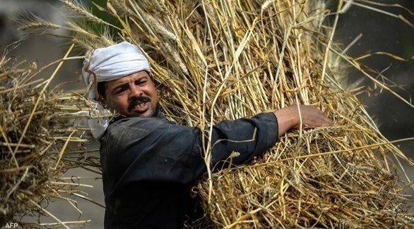 مصر تحظر بيع القمح إلى جهات