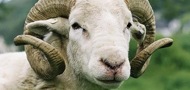 ما حكم جمع عقيقة الأبناء في