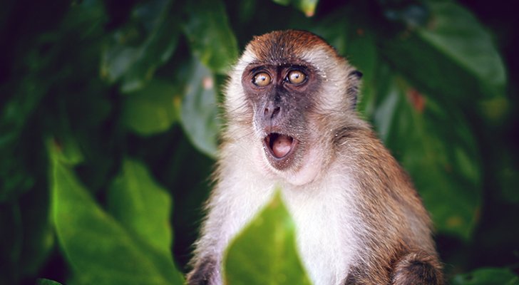 فرنسا تسجل 51 إصابة بجدري القرود