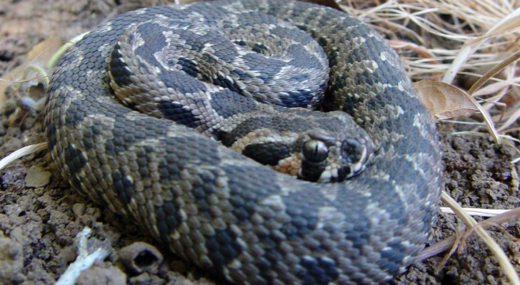 خبير أردني يحذر من خطر أفعى