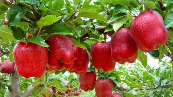 الرواشدة عن تصريحات التفاح الأردني: تجانب