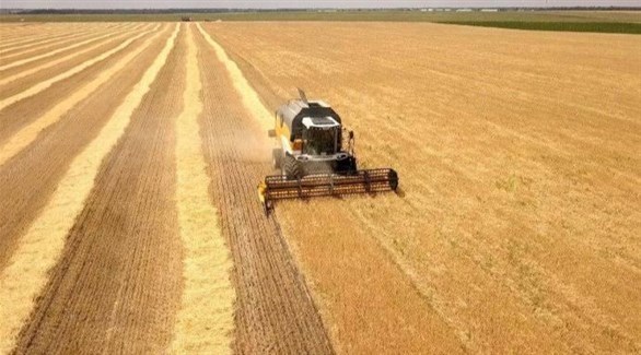 حصاد الحرب تمنع الحصاد في اوكرانيا