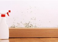 العفن هو العدو