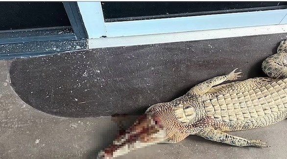 يقتل تمساحيه الأليفين بأمر السلطات فيخضع