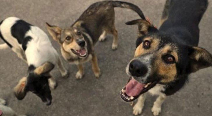 الإدارة المحلية: مشكلة الكلاب الضالة أصبحت