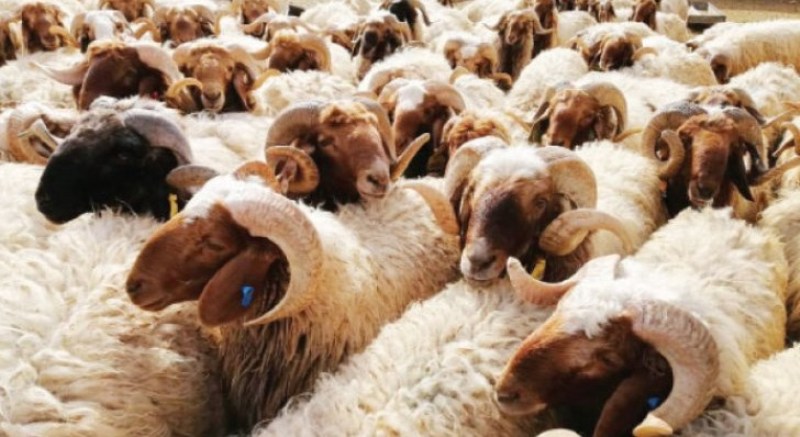 الامانة تمدد فترة استقبال طلبات الحصول