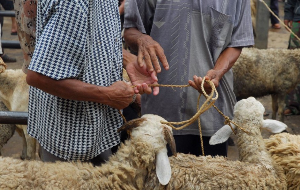 الافتاء توضح حكم الأضحية عن الميت