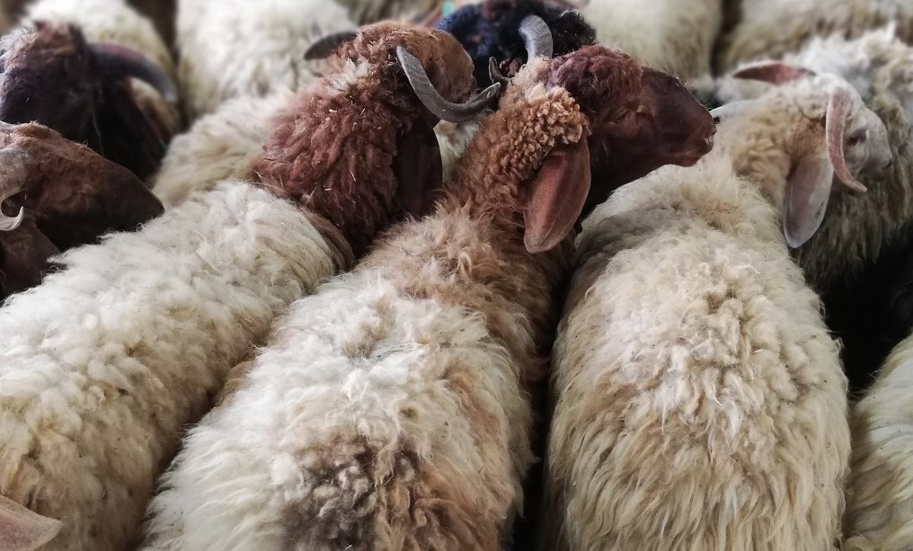 إقبال ضعيف على شراء الأضاحي أول