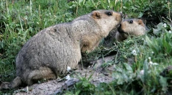 بعد تسجيل أول إصابة به في