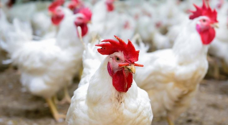 تراجع الطلب على الدواجن محليا.. ومربي