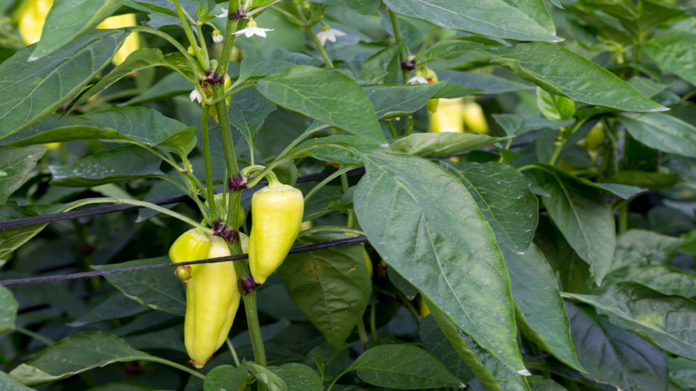 توقيع أول اتفاقية للشركة الأردنية الفلسطينية