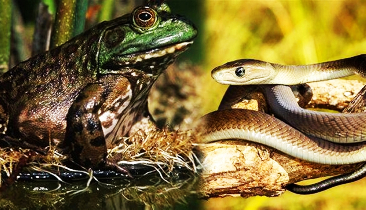 ضفادع وثعابين تكلّف العالم 16 مليار