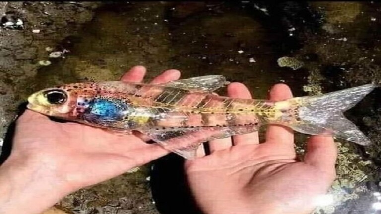 سمكة شفافة بـ125 ألف دولار قيل