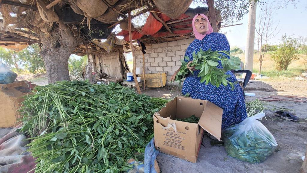 أردنية تقطف الملوخية وتبيعها لعابري طريق