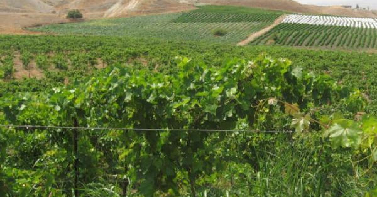 البنك الدولي: ارتفاع أسعار الأغذية في