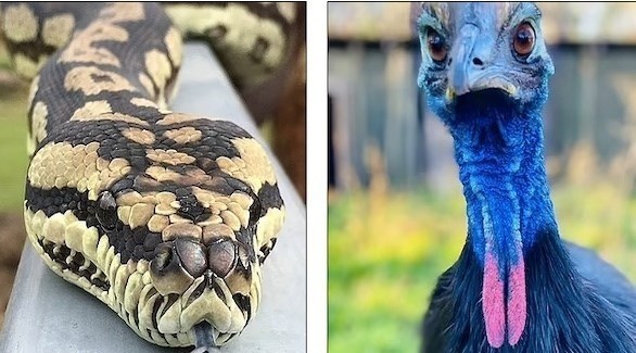 يعيش مع 2000 حيوان خطير في