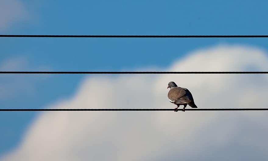 إجراءات فورية لحماية الطيور من خطر