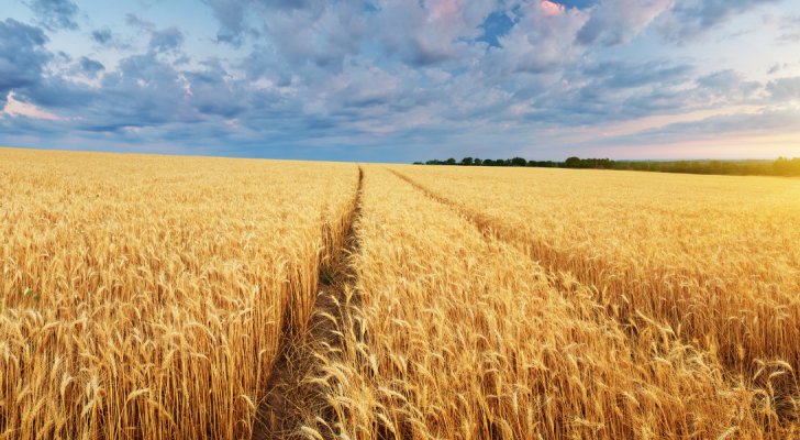 الصناعة والتجارة: لم نشتر القمح من