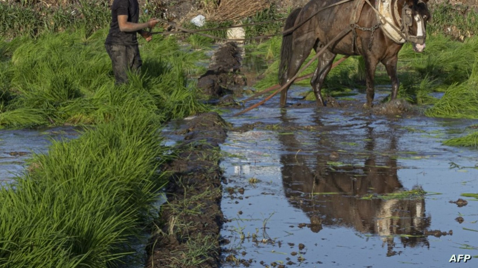 مصر.. مصرع 4 أشقاء خلال ري
