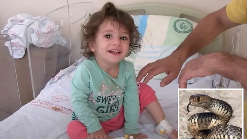 تركيا.. بعدما لدغتها.. طفلة تعض أفعى