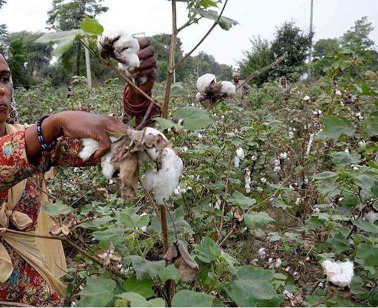 القطن ضحية جديدة للتغير المناخي.. والأسعار