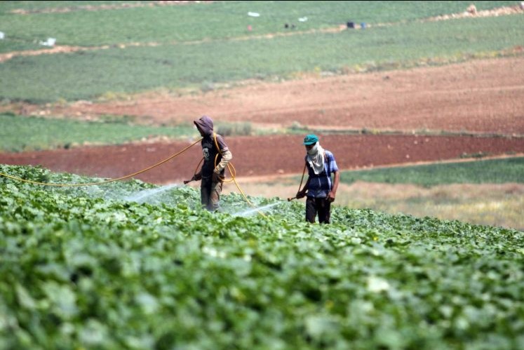 هام للمزارعين في وادي الاردن