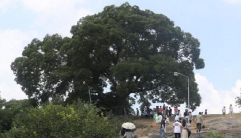 عمرها 500 عام.. كوريا الجنوبية تصنف