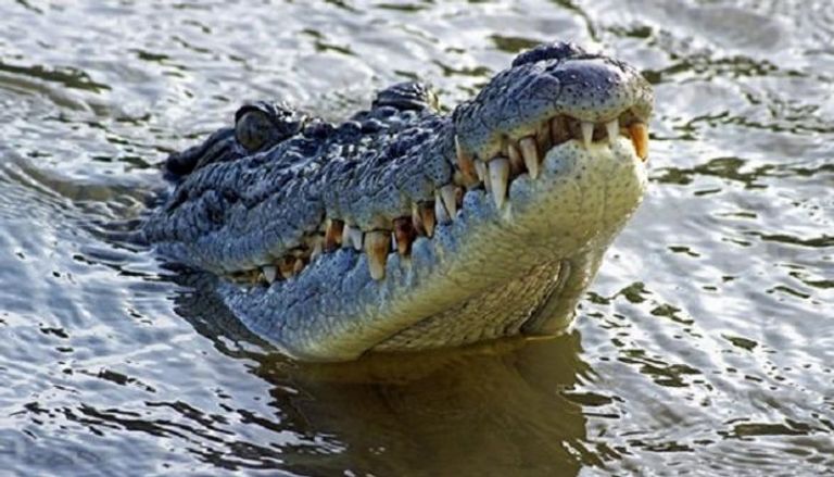 حادث لا يصدق.. رجل ينجو بأعجوبة