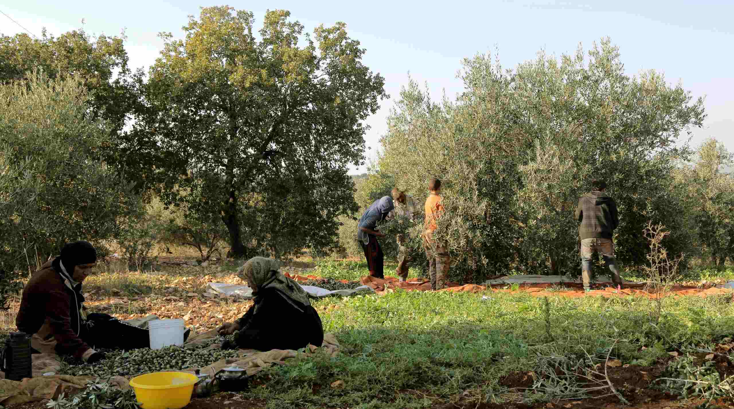 بسبب الحر.. دعوة للمزارعين للري التكميلي