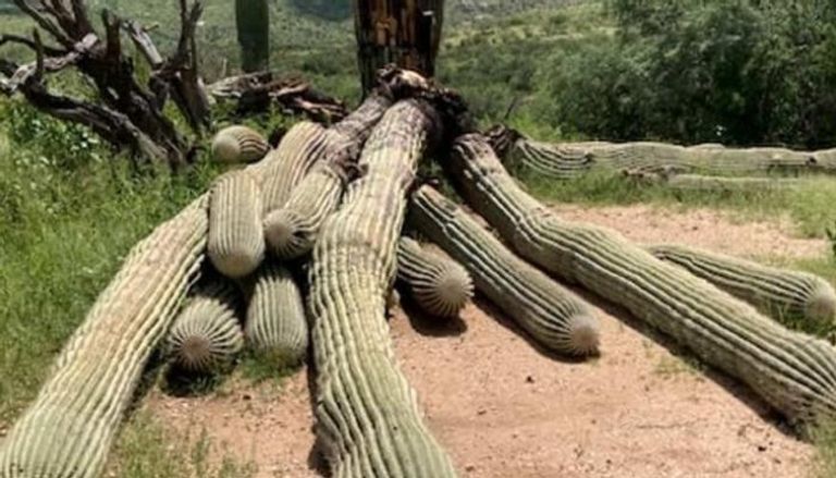 أمطار أريزونا تقتلع نبتة صبّار عملاقة