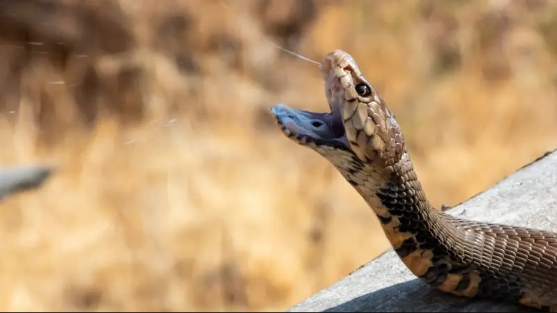 الدفاع المدني يتعامل مع أفعى داخل