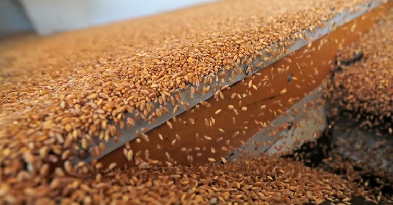 الفاو: القلق حول الأمن الغذائي مستمر