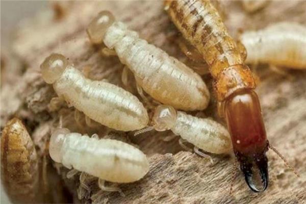 النمل الأبيض يتسبب بإغلاق مدرسة في