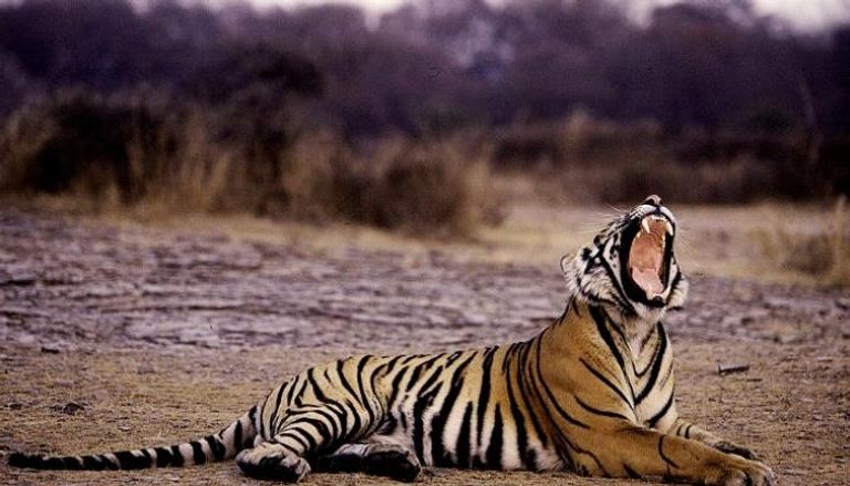 امرأة تقاتل نمرا ضاريا لإنقاذ طفلها